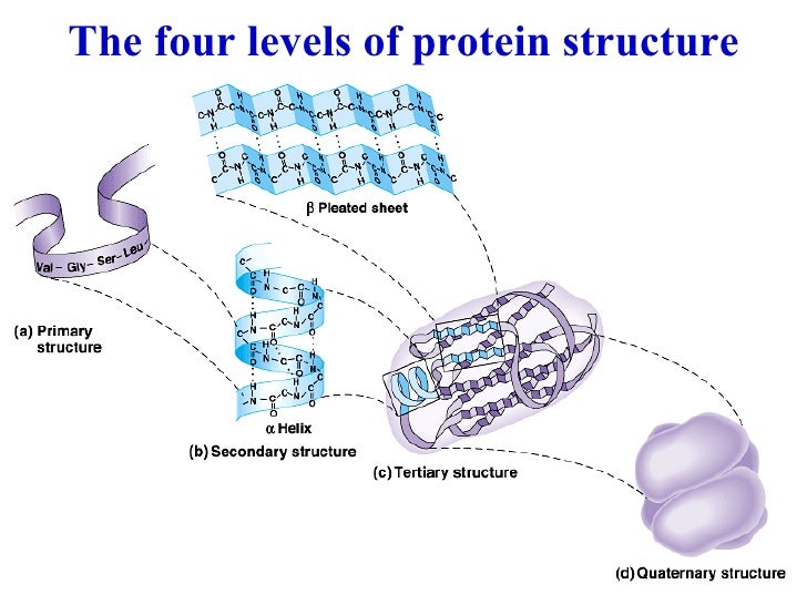 protein which of these illustrates the secondary structure of a protein
