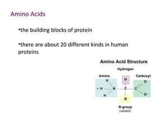 Protein | PPT