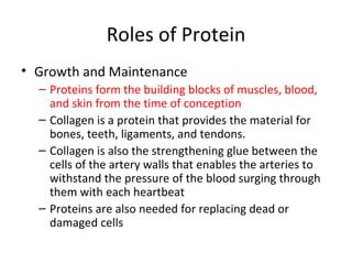 Roles of Protein Growth and Maintenance Proteins form the building blocks of muscles, blood, and skin from the time of conception Collagen is a protein that provides the material for bones, teeth, ligaments, and tendons. Collagen is also the strengthening glue between the cells of the artery walls that enables the arteries to withstand the pressure of the blood surging through them with each heartbeat Proteins are also needed for replacing dead or damaged cells 