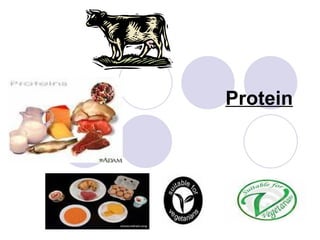 Protein 