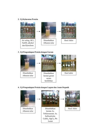2. Uji Kelarutan Protein




    Air suling, HCl,        Ditambahkan           Hasil Akhir
    NaOH, alkohol           Albumin telur
    dan Kloroform


3. Uji Pengendapan Protein dengan Garam




     Ditambahkan            Ditambahkan            Hasil akhir
     Albumin telur          larutan garam
                                secara
                              berlebihan


4. Uji Pengendapan Protein dengan Logam dan Asam Organik




     Ditambahkan             Ditambahkan               Hasil Akhir
     Albumin telur             larutan As.
                           Trikloroasetat, As.
                             Sulfosalisilat,
                           CuSO4, HgCl2, Pb-
                                  Asetat
 
