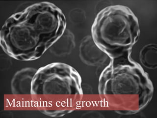 Maintains cell growth