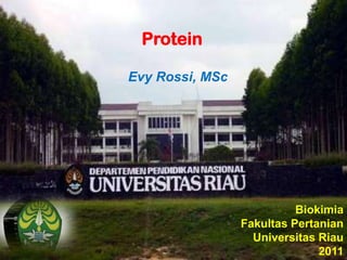 Protein
Evy Rossi, MSc

Biokimia
Fakultas Pertanian
Universitas Riau
2011

 