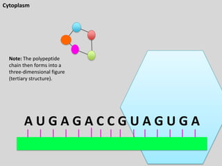 Cytoplasm

Note: The polypeptide
chain then forms into a
three-dimensional figure
(tertiary structure).

AUGAGACCGUAGUGA

 