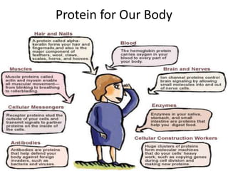 Protein for Our Body
 