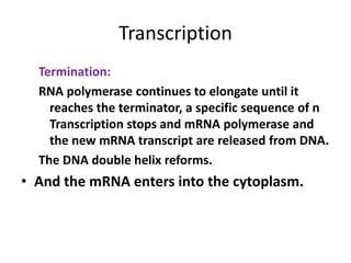 Transcription
Termination:
RNA polymerase continues to elongate until it
reaches the terminator, a specific sequence of n
Transcription stops and mRNA polymerase and
the new mRNA transcript are released from DNA.
The DNA double helix reforms.
• And the mRNA enters into the cytoplasm.
 