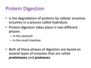 Protein Digestion
• is the degradation of proteins by cellular enzymes
enzymes in a process called hydrolysis.
• Protein digestion takes place in two different
phases:
– In the stomach
– In the small intestine
• Both of these phases of digestion are based on
several types of enzymes that are called
proteinases and proteases.
 