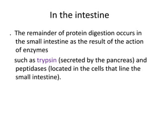 In the intestine
. The remainder of protein digestion occurs in
the small intestine as the result of the action
of enzymes
such as trypsin (secreted by the pancreas) and
peptidases (located in the cells that line the
small intestine).
 