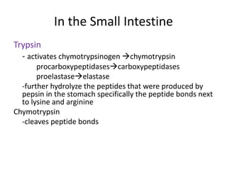 In the Small Intestine
Trypsin
- activates chymotrypsinogen chymotrypsin
procarboxypeptidasescarboxypeptidases
proelastaseelastase
-further hydrolyze the peptides that were produced by
pepsin in the stomach specifically the peptide bonds next
to lysine and arginine
Chymotrypsin
-cleaves peptide bonds
 