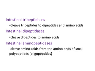 Intestinal tripeptidases
-Cleave tripeptides to dipeptides and amino acids
Intestinal dipeptidases
-cleave dipeptides to amino acids
Intestinal aminopeptidases
-cleave amino acids from the amino ends of small
polypeptides (oligopeptides)
 