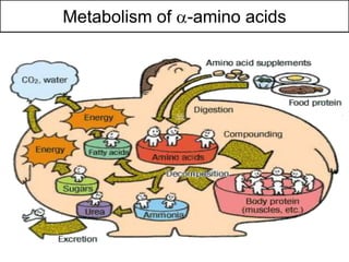 Metabolism of -amino acids
 