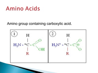 Amino group containing carboxylic acid. 
 