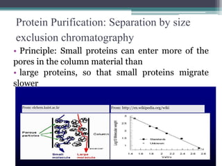 Protein Purification: Separation by size
exclusion chromatography
• Principle: Small proteins can enter more of the
pores in the column material than
• large proteins, so that small proteins migrate
slower
From: elchem.kaist.ac.kr From: http://en.wikipedia.org/wiki
 