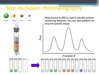 Size-exclusion chromatography
Absorbance at 280 is used to identify protein-
containing fractions. You can also perform an
enzyme specific assay.
 