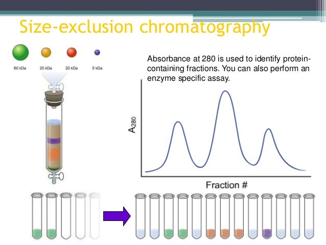 size exclusion chromatography essay academic service size exclusion chromatography