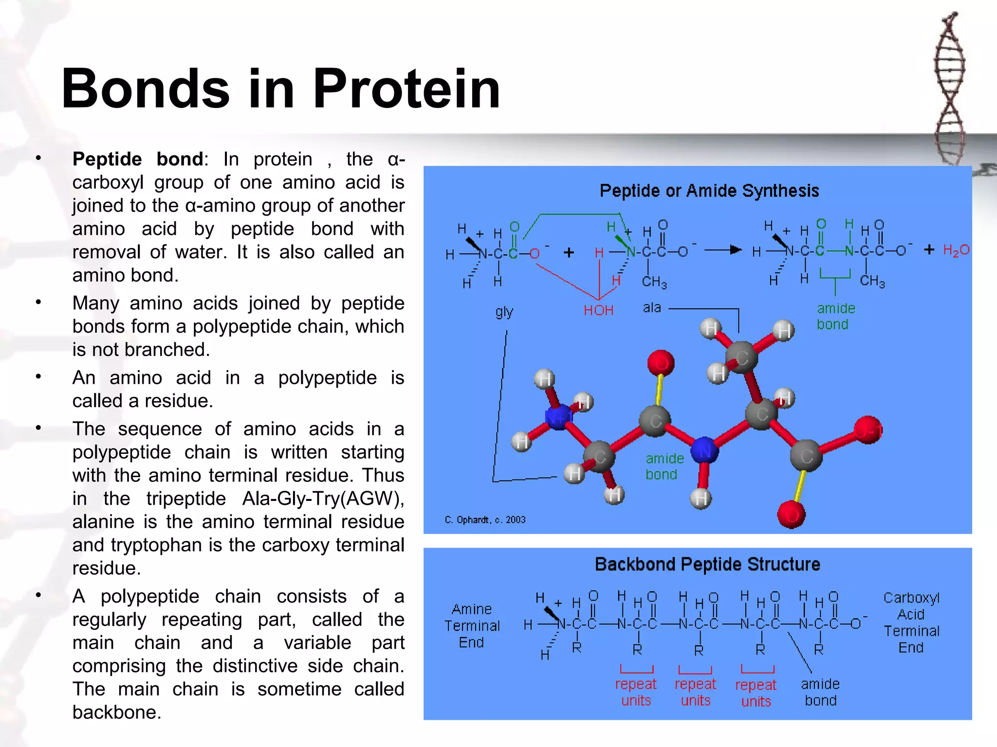 Bonds in Protein
• Peptide bond: In protein , the α-
carboxyl group of one amino acid is
joined to the α-amino group of another
amino acid by peptide bond with
removal of water. It is also called an
amino bond.
• Many amino acids joined by peptide
bonds form a polypeptide chain, which
is not branched.
• An amino acid in a polypeptide is
called a residue.
• The sequence of amino acids in a
polypeptide chain is written starting
with the amino terminal residue. Thus
in the tripeptide Ala-Gly-Try(AGW),
alanine is the amino terminal residue
and tryptophan is the carboxy terminal
residue.
• A polypeptide chain consists of a
regularly repeating part, called the
main chain and a variable part
comprising the distinctive side chain.
The main chain is sometime called
backbone.
 