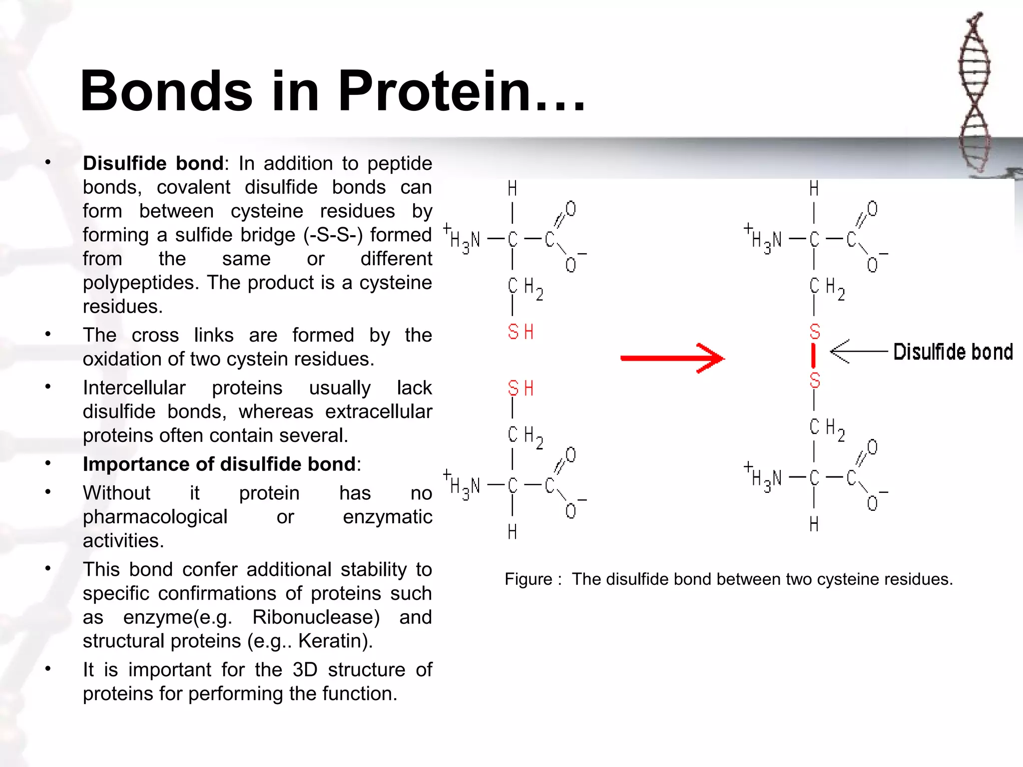 Bonds in Protein…
• Disulfide bond: In addition to peptide
bonds, covalent disulfide bonds can
form between cysteine residues by
forming a sulfide bridge (-S-S-) formed
from the same or different
polypeptides. The product is a cysteine
residues.
• The cross links are formed by the
oxidation of two cystein residues.
• Intercellular proteins usually lack
disulfide bonds, whereas extracellular
proteins often contain several.
• Importance of disulfide bond:
• Without it protein has no
pharmacological or enzymatic
activities.
• This bond confer additional stability to
specific confirmations of proteins such
as enzyme(e.g. Ribonuclease) and
structural proteins (e.g.. Keratin).
• It is important for the 3D structure of
proteins for performing the function.
Figure : The disulfide bond between two cysteine residues.
 