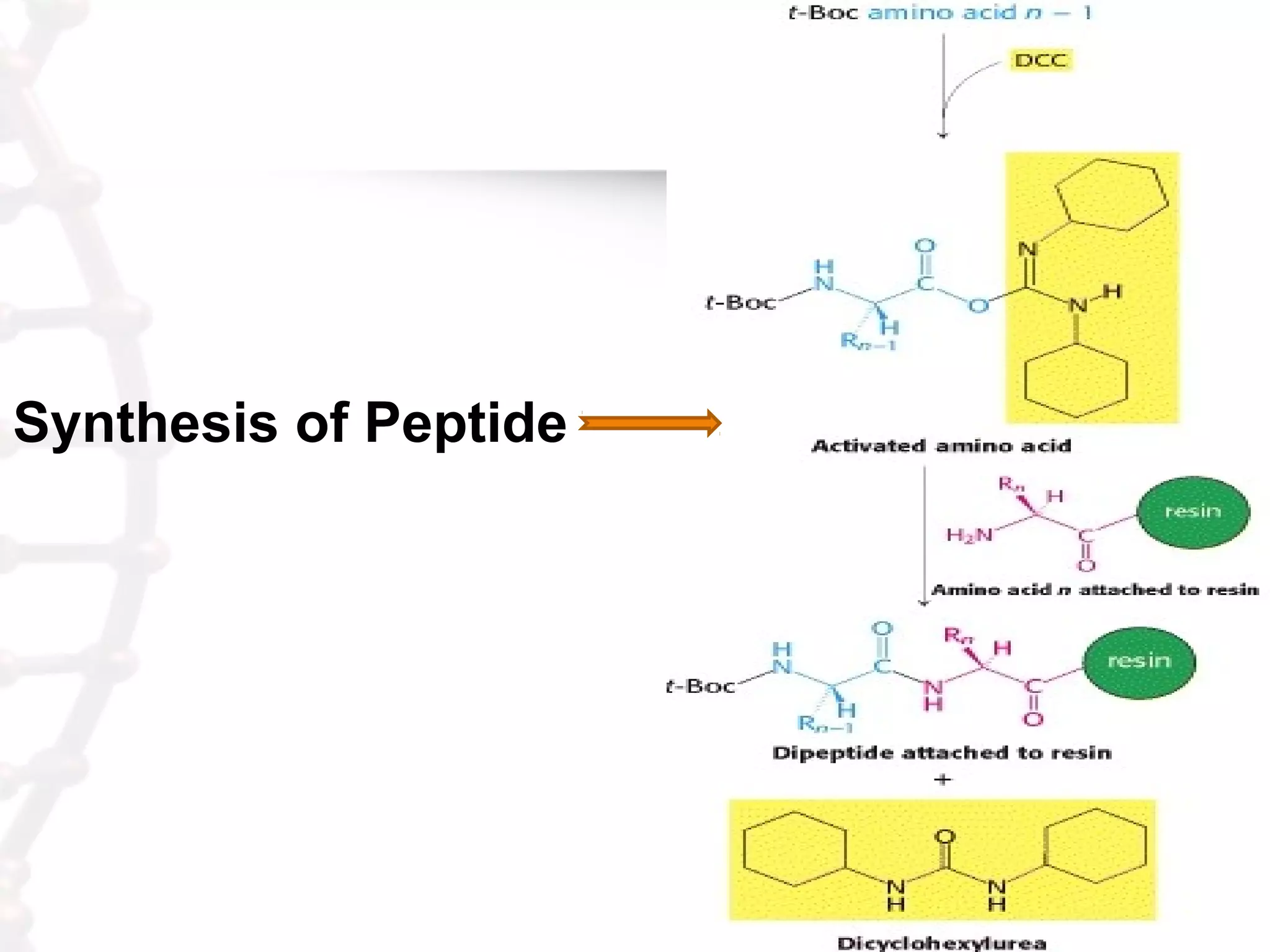 Synthesis of Peptide
 