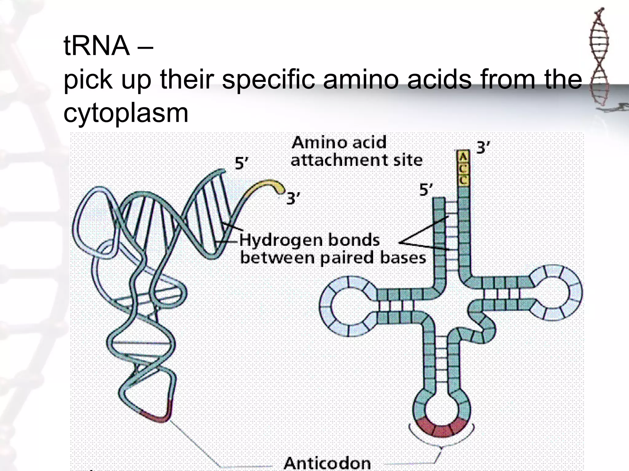 tRNA –
pick up their specific amino acids from the
cytoplasm
 