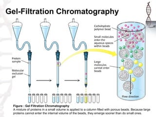 Gel-Filtration Chromatography
Figure : Gel Filtration Chromatography
A mixture of proteins in a small volume is applied to...