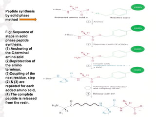 Peptide synthesis
by solid phase
method
Fig: Sequence of
steps in solid
phase peptide
synthesis,
(1) Anchoring of
the C-te...