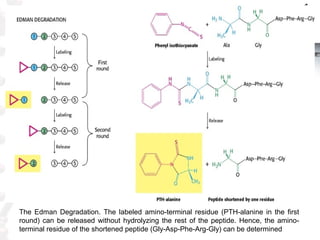 The Edman Degradation. The labeled amino-terminal residue (PTH-alanine in the first
round) can be released without hydroly...