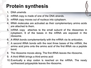 Protein synthesis
1. DNA unwinds
2. mRNA copy is made of one of the DNA strands.
3. mRNA copy moves out of nucleus into cy...