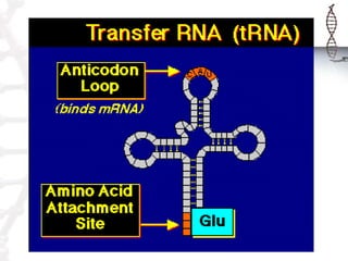 Translation.
mRNA used to make polypeptide chain
(protein)
 