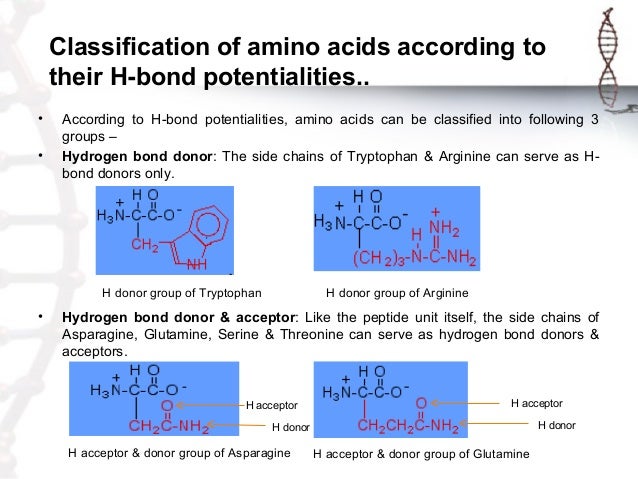 protein which amino acids can form hydrogen bonds