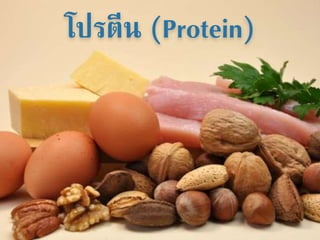 โปรตีน (Protein)
 