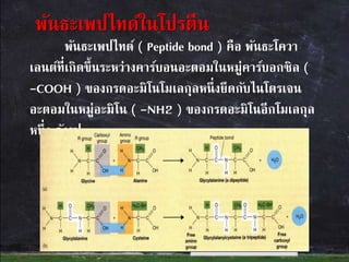 พันธะเพปไทด์ ( Peptide bond ) คือ พันธะโควา
เลนต์ที่เกิดขึ้นระหว่างคาร์บอนอะตอมในหมู่คาร์บอกซิล (
-COOH ) ของกรดอะมิโนโมเลกุลหนึ่งยึดกับไนโตรเจน
อะตอมในหมู่อะมิโน ( -NH2 ) ของกรดอะมิโนอีกโมเลกุล
หนึ่ง ดังรูป
พันธะเพปไทด์ในโปรตีน
 