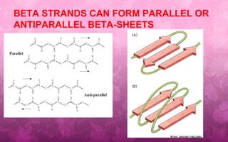 BETA STRANDS CAN FORM PARALLEL OR
ANTIPARALLEL BETA-SHEETS
 