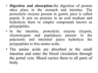 • Digestion and absorption-the digestion of protein
takes place in the stomach and intestine. The
proteolytic enzyme present in gastric juice is called
pepsin. It acts on proteins in an acid medium and
hydrolysis them to simpler compounds known as
polypeptides.
• In the intestine, proteolytic enzyme (trypsin,
chymotrypsin and peptidases) present in the
pancreatic and intestinal juices hydrolyze the
polypeptides to free amino acids.
• The amino acids are absorbed in the small
intestine and enter the blood circulation through
the portal vein. Blood carries them to all parts of
body.
 