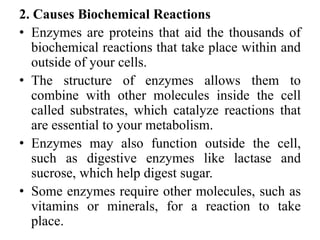2. Causes Biochemical Reactions
• Enzymes are proteins that aid the thousands of
biochemical reactions that take place within and
outside of your cells.
• The structure of enzymes allows them to
combine with other molecules inside the cell
called substrates, which catalyze reactions that
are essential to your metabolism.
• Enzymes may also function outside the cell,
such as digestive enzymes like lactase and
sucrose, which help digest sugar.
• Some enzymes require other molecules, such as
vitamins or minerals, for a reaction to take
place.
 