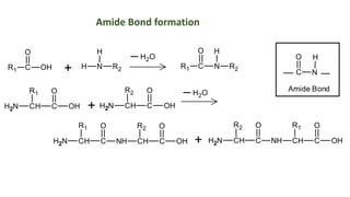 Protein.pdf