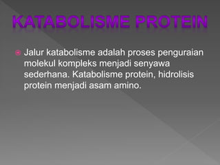 Protein: Senyawa Kompleks yang Menjadi Penopang Kehidupan