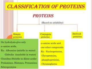 Comprehensive Overview of Proteins: Structure, Function, and ...
