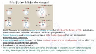 Unlike nonpolar amino acids, polar unchanged amino have hydrophilic (water loving) side chains,
which allows them to interact with water and form hydrogen bonds.
Serine, threonine, and tyrosine each contain a polar hydroxyl group that can participate in
hydrogen bond formation.
Asparagine and glutamine each contain a carbonyl group and an amide group, both of which can
also participate in hydrogen bonding.
Found on the surface of proteins
These amino acids can form hydrogen bonds and engage in interactions with water molecules,
making them important for the solubility, protein-protein, and protein-solvent interactions.
Polar (hydrophilic) and uncharged
 