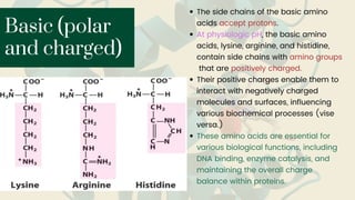 The side chains of the basic amino
acids accept protons.
At physiologic pH, the basic amino
acids, lysine, arginine, and histidine,
contain side chains with amino groups
that are positively charged.
Their positive charges enable them to
interact with negatively charged
molecules and surfaces, influencing
various biochemical processes (vise
versa.)
These amino acids are essential for
various﻿biological functions, including
DNA binding, enzyme catalysis, and
maintaining the overall charge
balance within proteins.
Basic (polar
and charged)
 