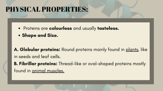 Proteins are colourless and usually tasteless.
Shape and Size.
A. Globular proteins: Round proteins mainly found in plants, like
in seeds and leaf cells.
B. Fibrillar proteins: Thread-like or oval-shaped proteins mostly
found in animal muscles.
PHYSICAL PROPERTIES:
 
