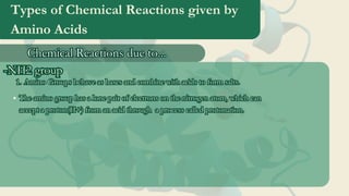 Types of Chemical Reactions given by
Amino Acids
Chemical Reactions due to...
Chemical Reactions due to...
-NH2 group
-NH2 group
Amino Groups behave as bases and combine with acids to form salts.
1
1.
. Amino Groups behave as bases and combine with acids to form salts.
1.
The amino group has a lone pair of electrons on the nitrogen atom, which can
accept a proton(H+) from an acid through a process called protonation.
The amino group has a lone pair of electrons on the nitrogen atom, which can
accept a proton(H+) from an acid through a process called protonation.
 