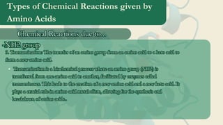 Types of Chemical Reactions given by
Amino Acids
Chemical Reactions due to...
Chemical Reactions due to...
-NH2 group
-NH2 group
3. Transamination: The transfer of an amino group from an amino acid to a keto acid to
form a new amino acid.
3. Transamination: The transfer of an amino group from an amino acid to a keto acid to
form a new amino acid.
Transamination is a biochemical process where an amino group (NH2) is
transferred from one amino acid to another, facilitated by enzymes called
transaminases. This leads to the creation of a new amino acid and a new keto acid. It
plays a crucial role in amino acid metabolism, allowing for the synthesis and
breakdown of amino acids..
Transamination is a biochemical process where an amino group (NH2) is
transferred from one amino acid to another, facilitated by enzymes called
transaminases. This leads to the creation of a new amino acid and a new keto acid. It
plays a crucial role in amino acid metabolism, allowing for the synthesis and
breakdown of amino acids..
 