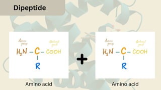 Dipeptide
Amino acid Amino acid
 