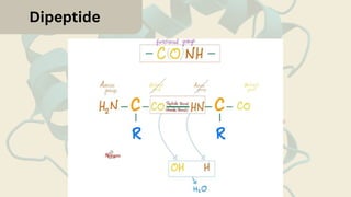 Dipeptide
 