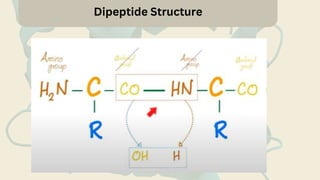 Dipeptide Structure
 