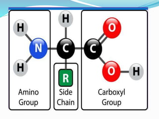 Protein Overview Protein-An overview | PDF
