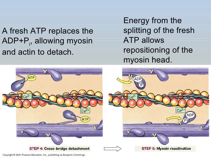 Protein Function