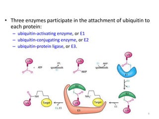 Protein-Metabolism.ppt