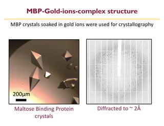 MBP-Gold-ions-complex structure
Maltose Binding Protein
crystals
200µm
MBP crystals soaked in gold ions were used for crystallography
Diffracted to ~ 2Å
 