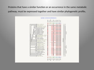 Proteins that have a similar function or an occurrence in the same metabolic
pathway, must be expressed together and have similar phylogenetic profile.
 